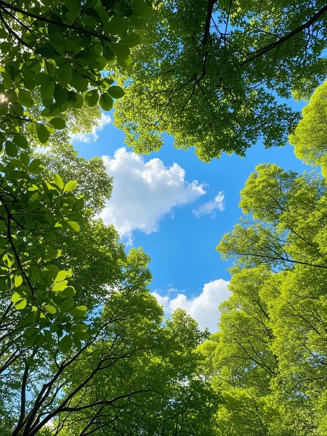 找到一个有树荫的阳光明媚的地方🌳