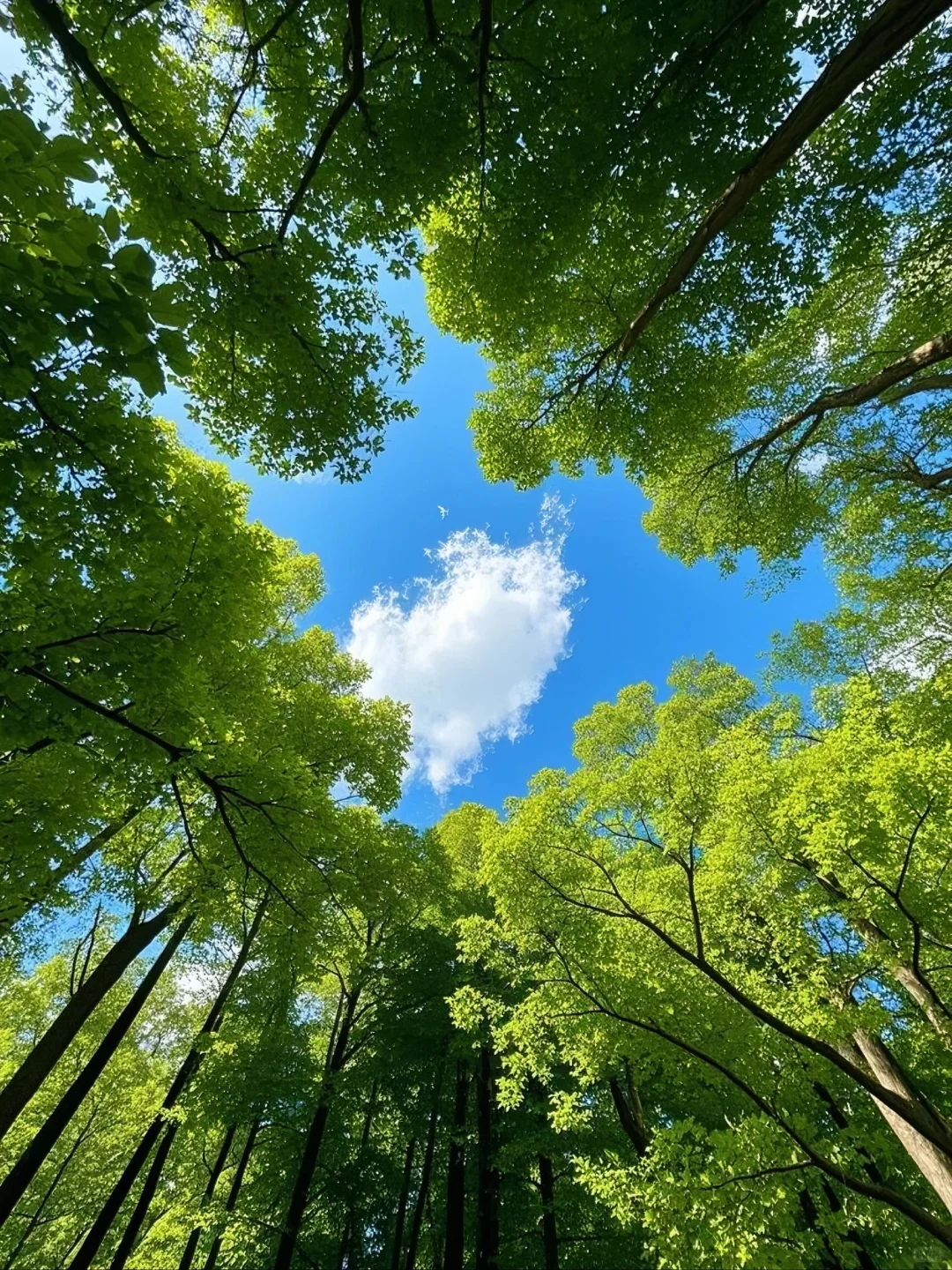 找到一个有树荫的阳光明媚的地方🌳