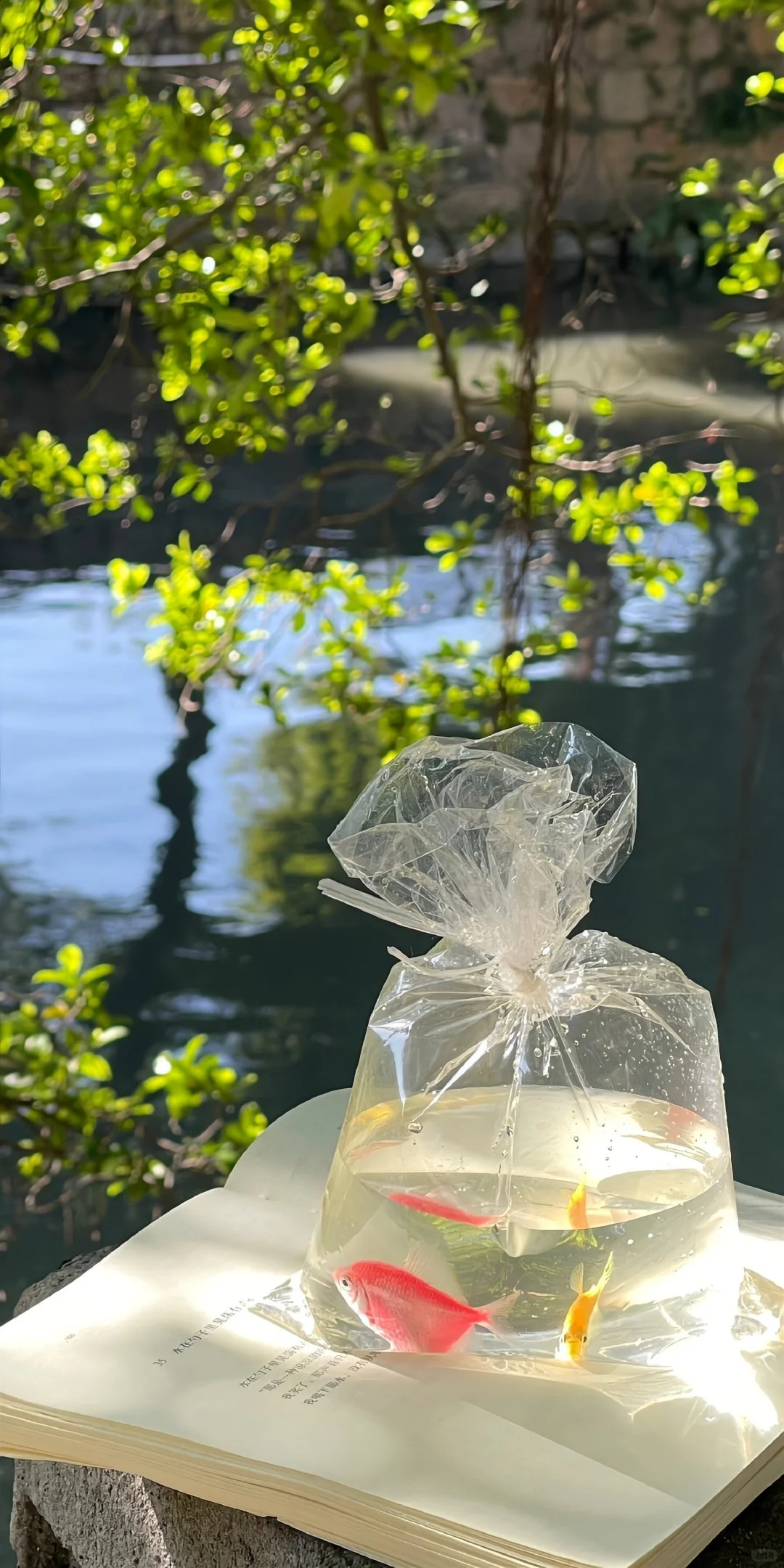 一组对眼睛很友好的绿色壁纸🥰