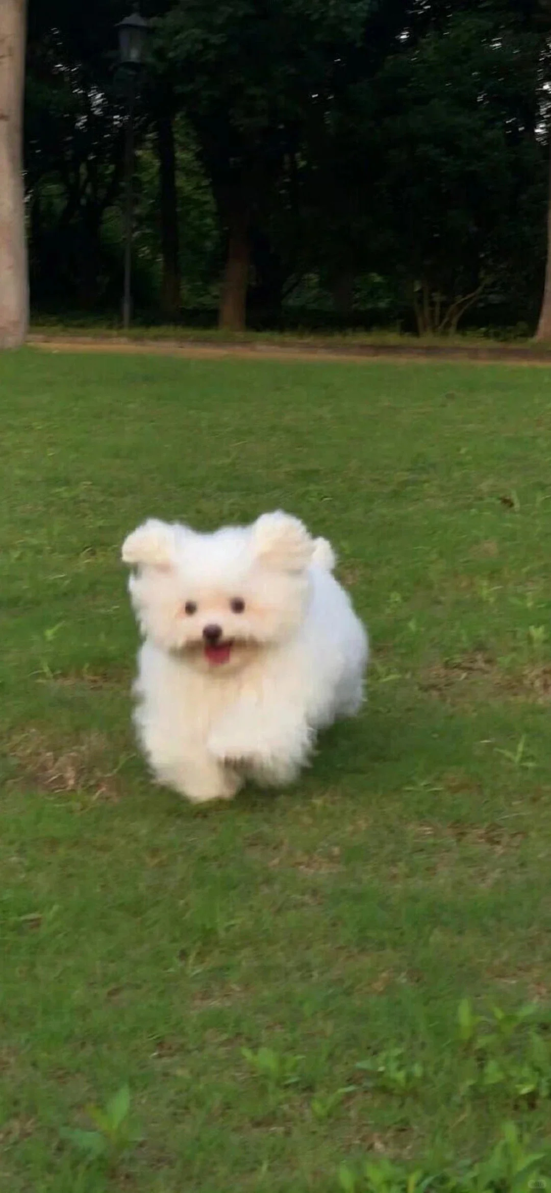 一组对眼睛很友好的绿色壁纸🥰