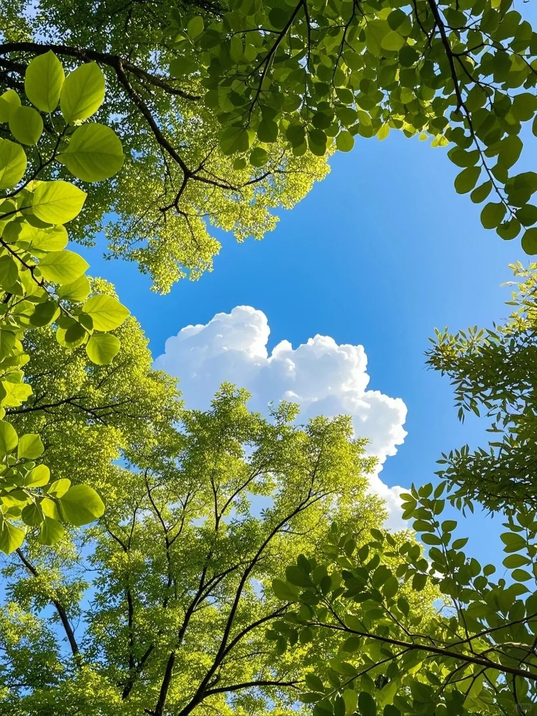 找到一个有树荫的阳光明媚的地方🌳