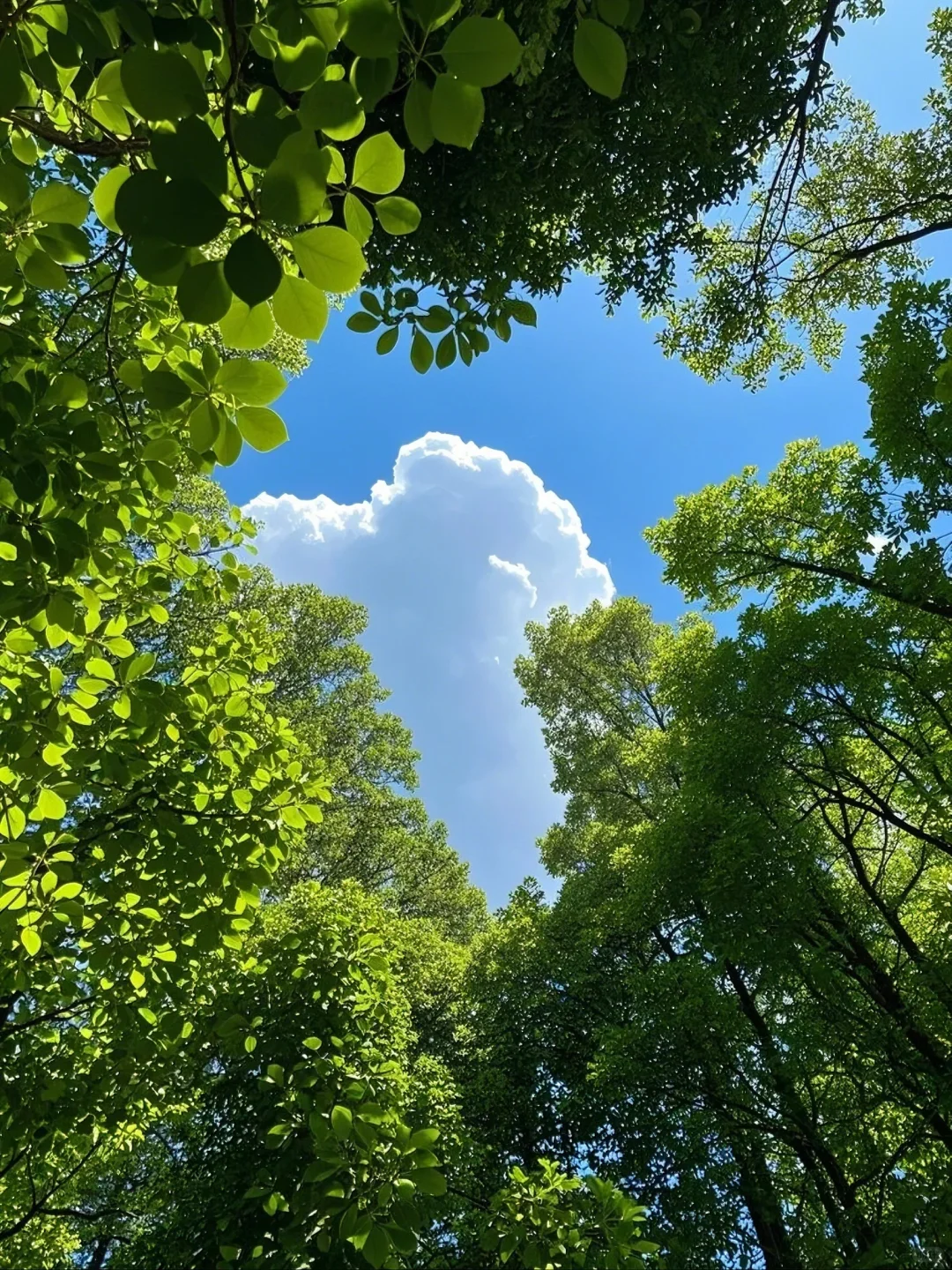 找到一个有树荫的阳光明媚的地方🌳