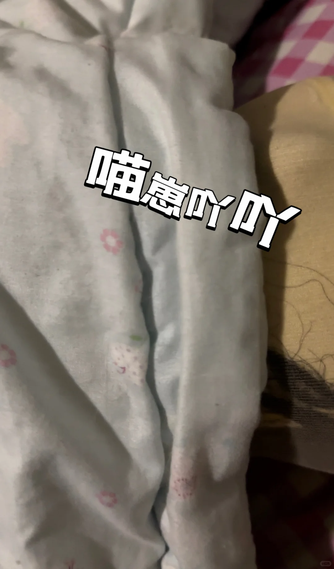 被困小猫🐱