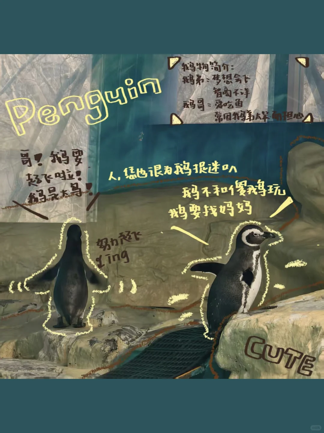 “恁应该也为俺啄米吧🐧”