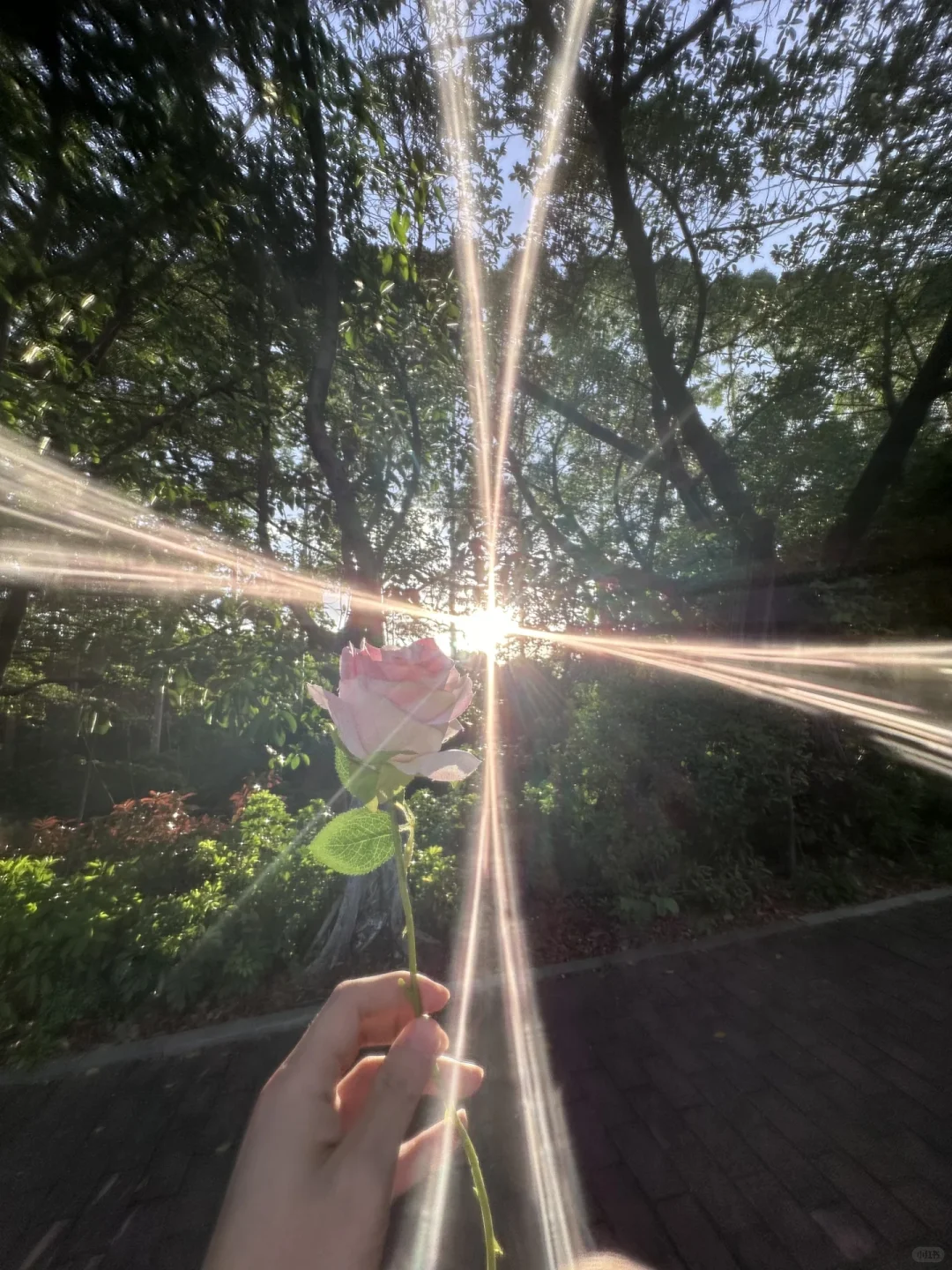 自留阳光背景图