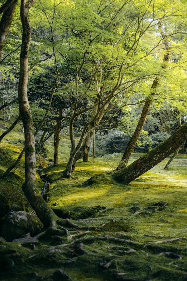 今日壁纸分享-Today's wallpaper sharing