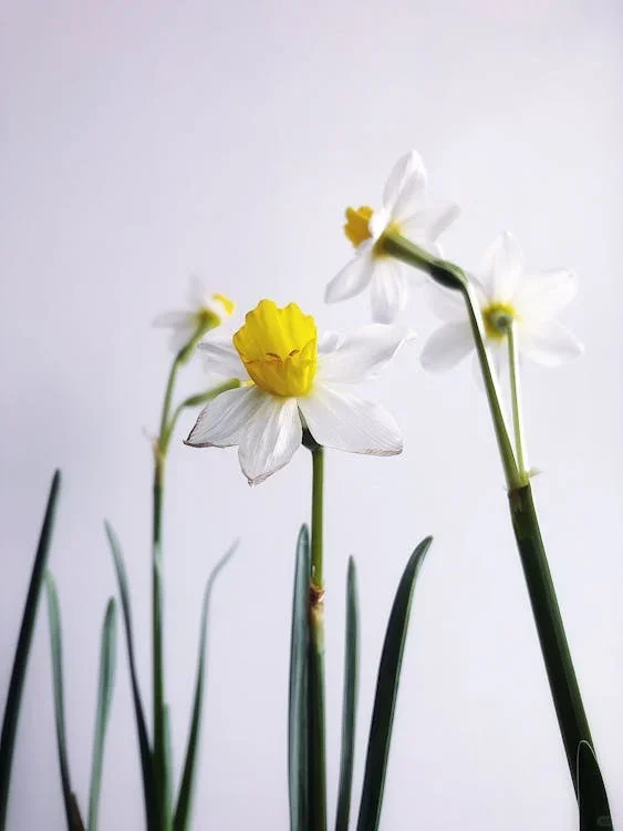 今日壁纸分享-Today's wallpaper sharing