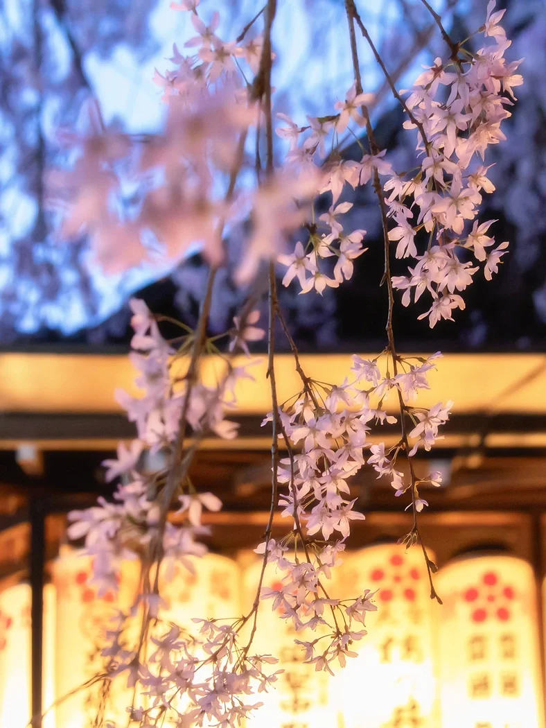 手机全屏高清壁纸分享日落与花朵