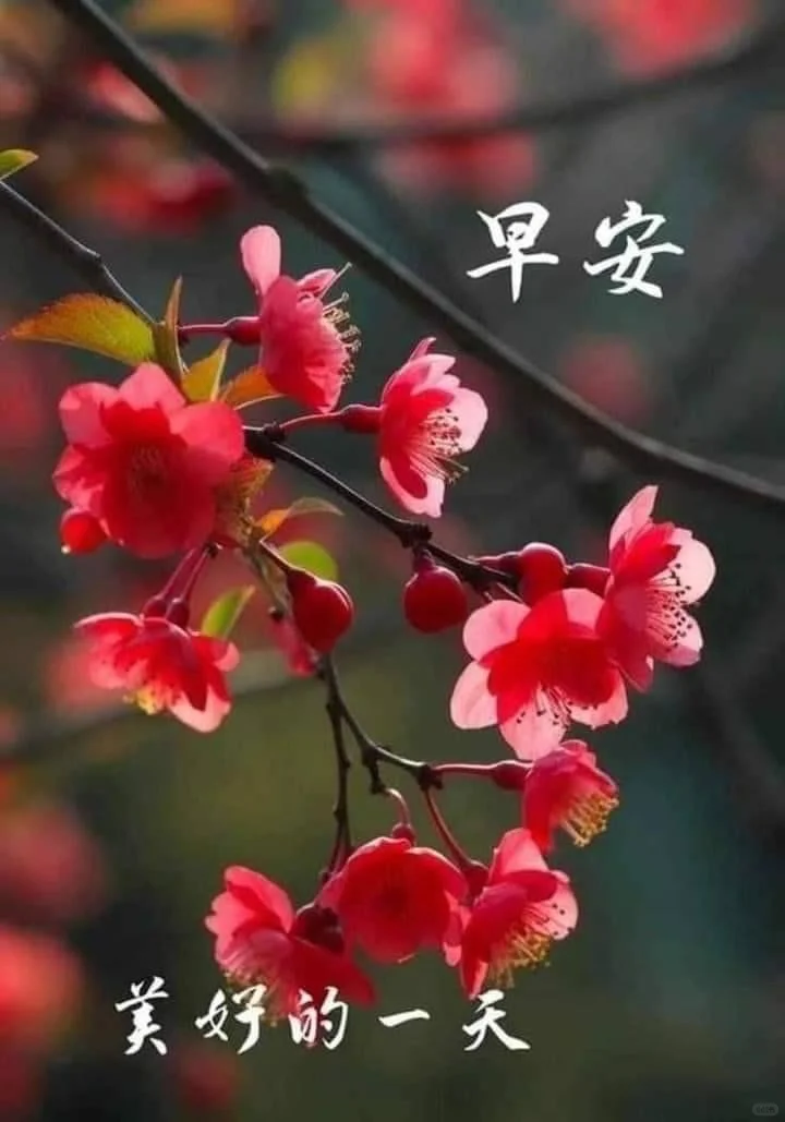 以清简，许清欢🍃 早安吉祥