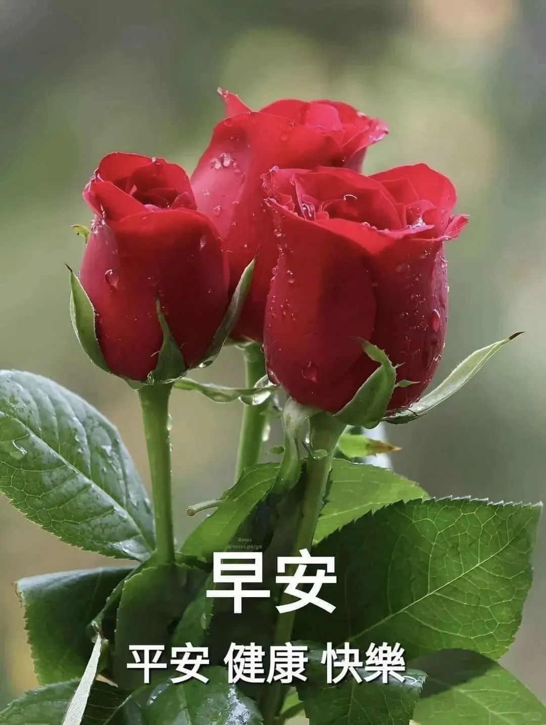 早安图片免费分享，愿你早安，万事如意