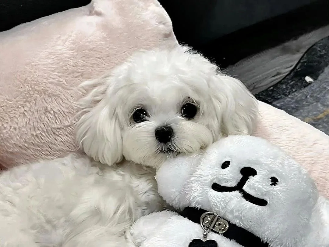 小动物横版壁纸来啦!