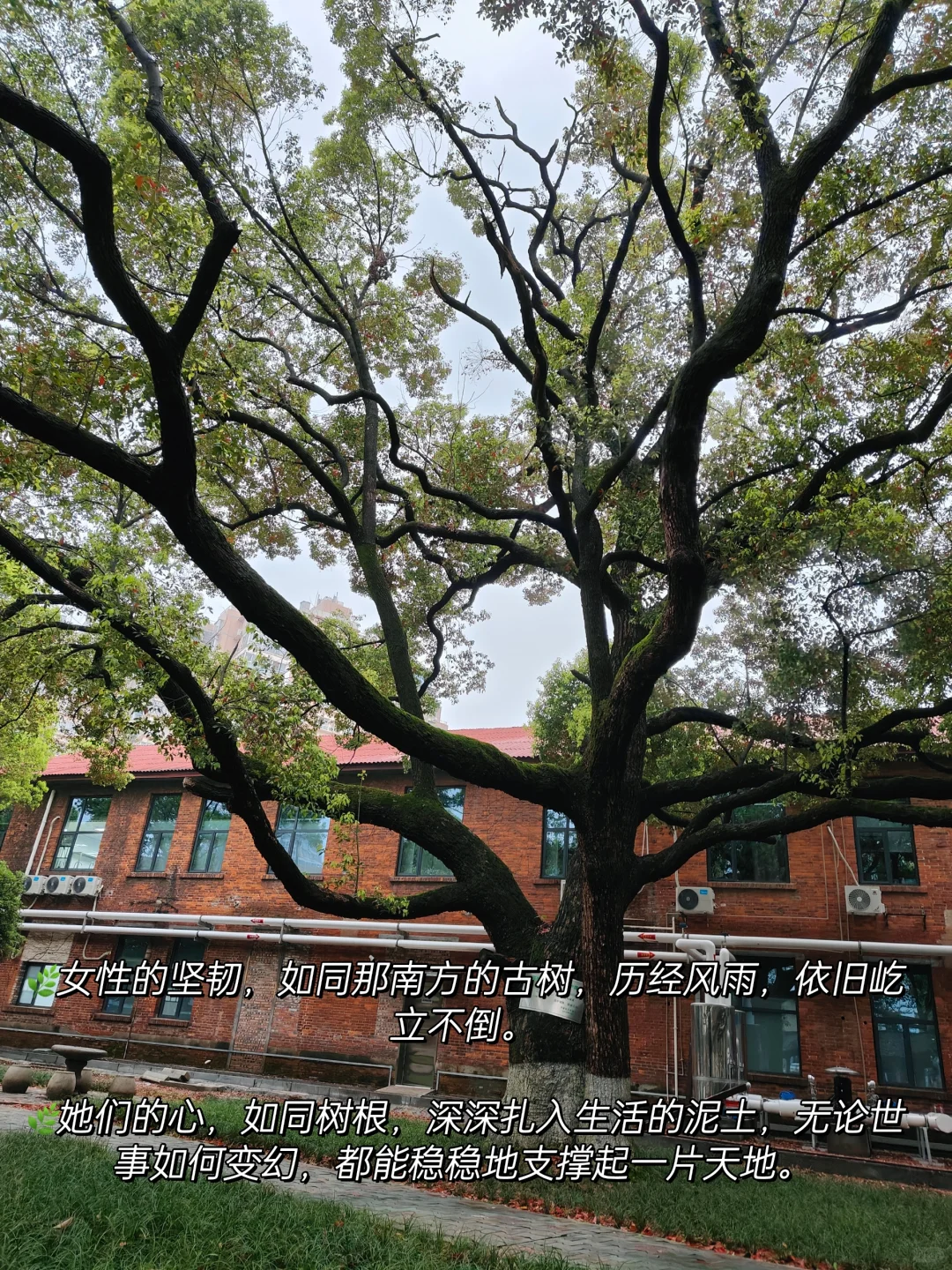 女性力量，一半温柔如水，一半坚韧如钢