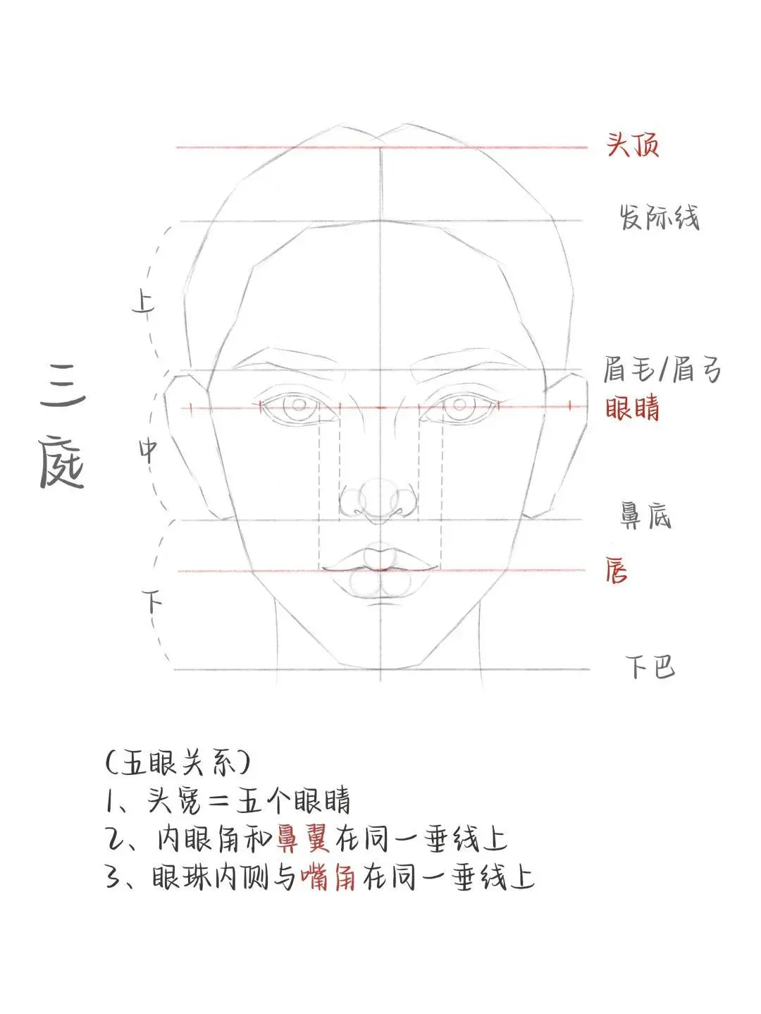 🎨标准面部比例画法全解析