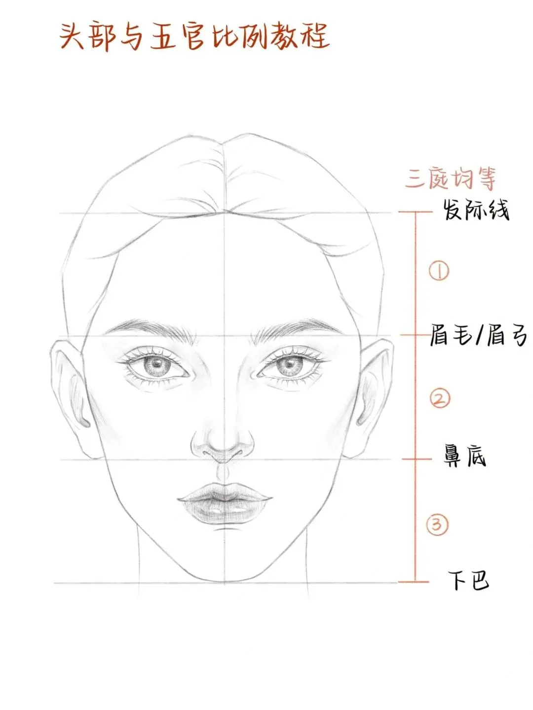 🎨标准面部比例画法全解析