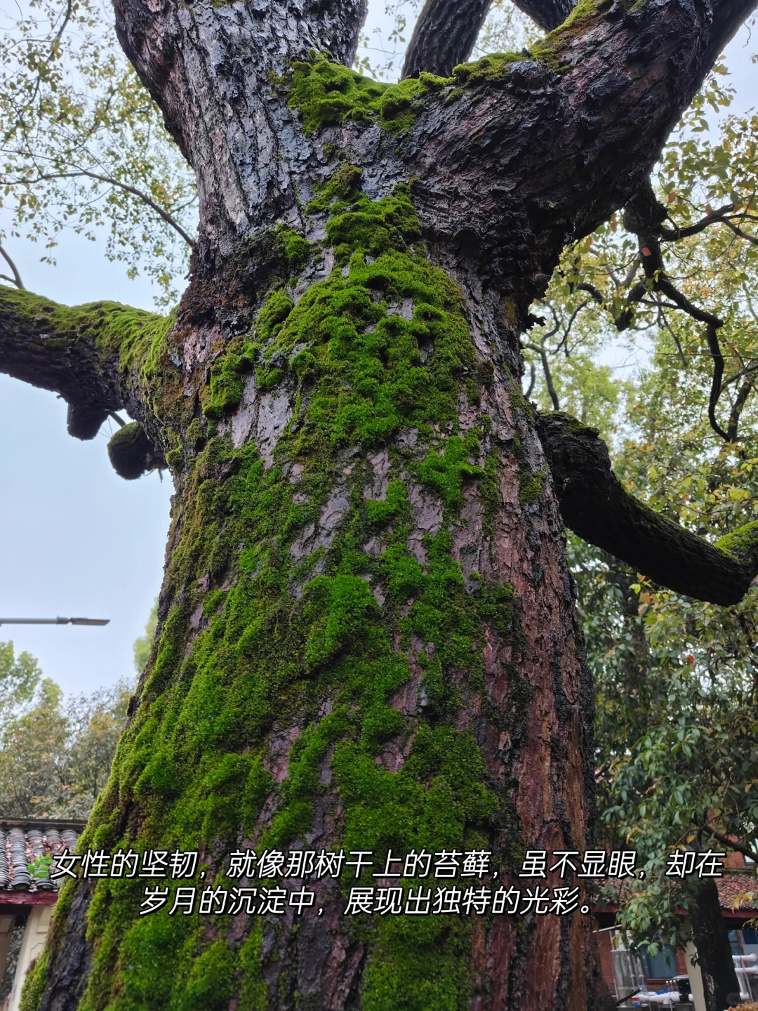 女性力量，一半温柔如水，一半坚韧如钢