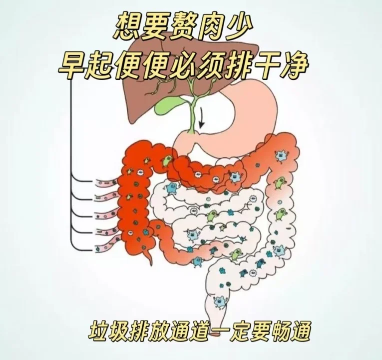 从养生角度解密王楚然旗袍下的黄金腰臀比！