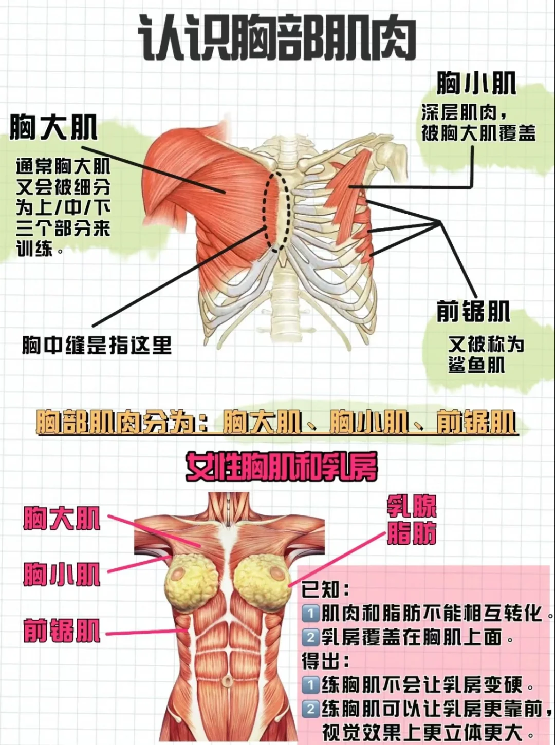 谁说练胸会变大