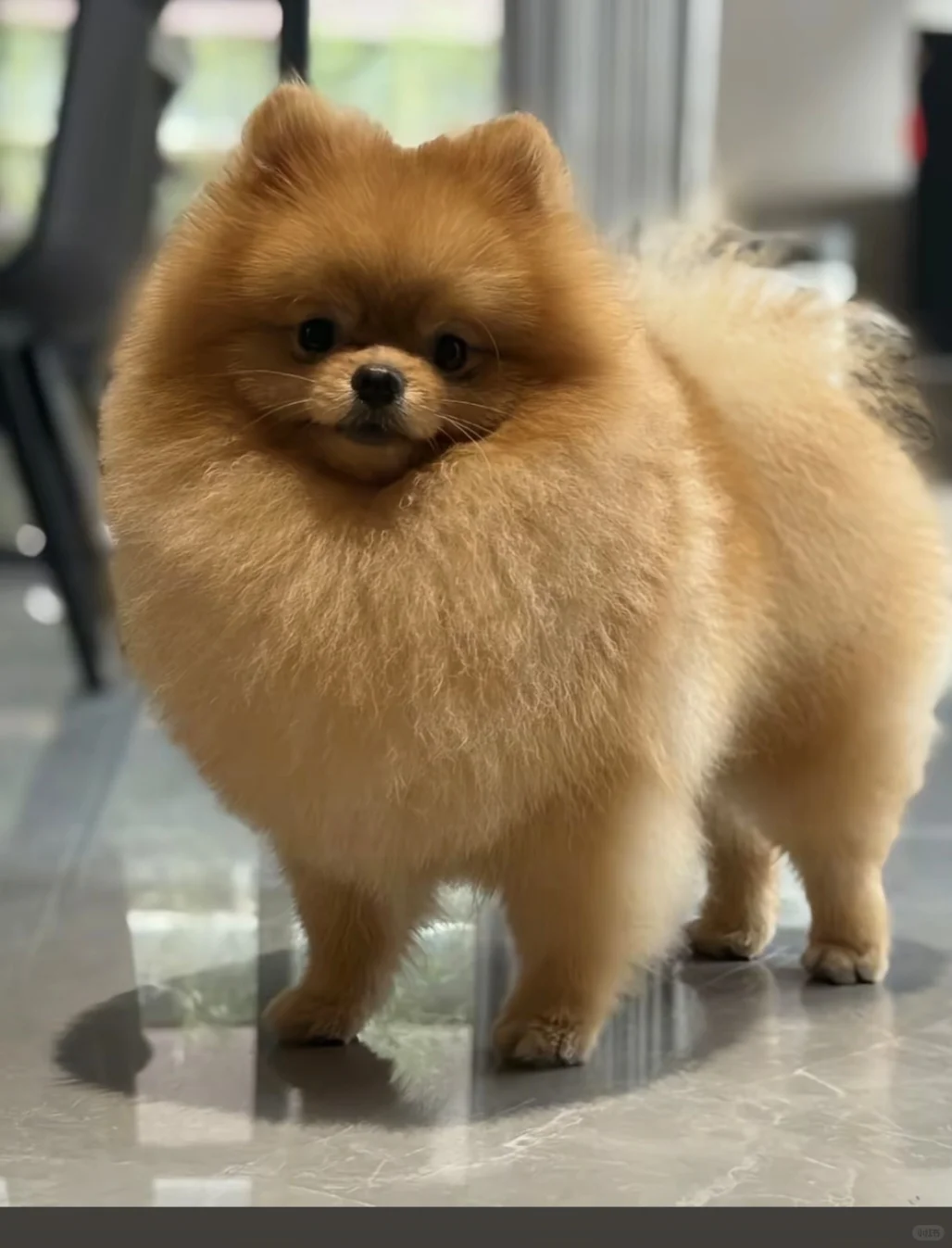 哪里有这样脸版的博美妹妹
