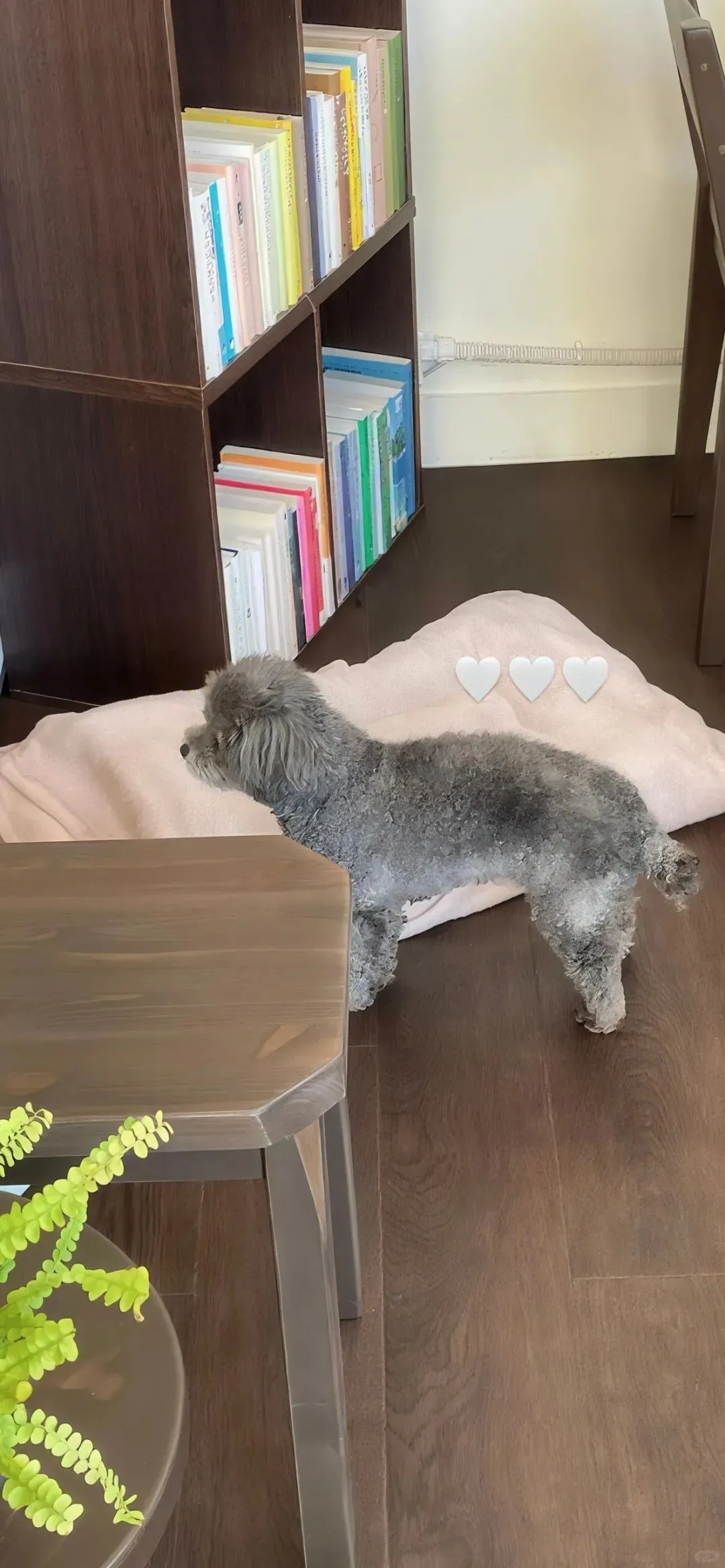 高清ins壁纸