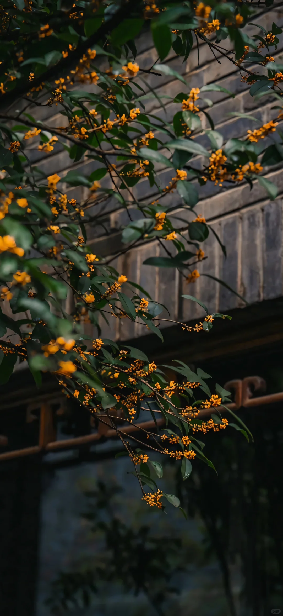 桂花壁纸