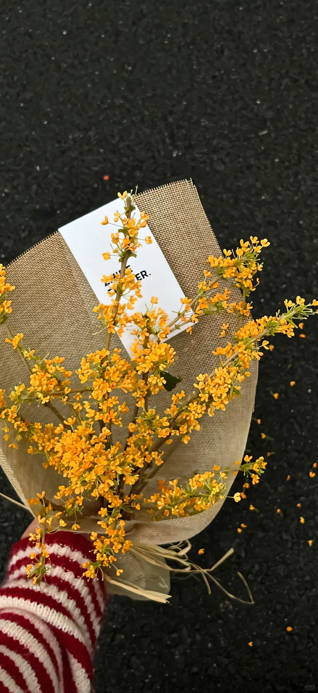 桂花壁纸