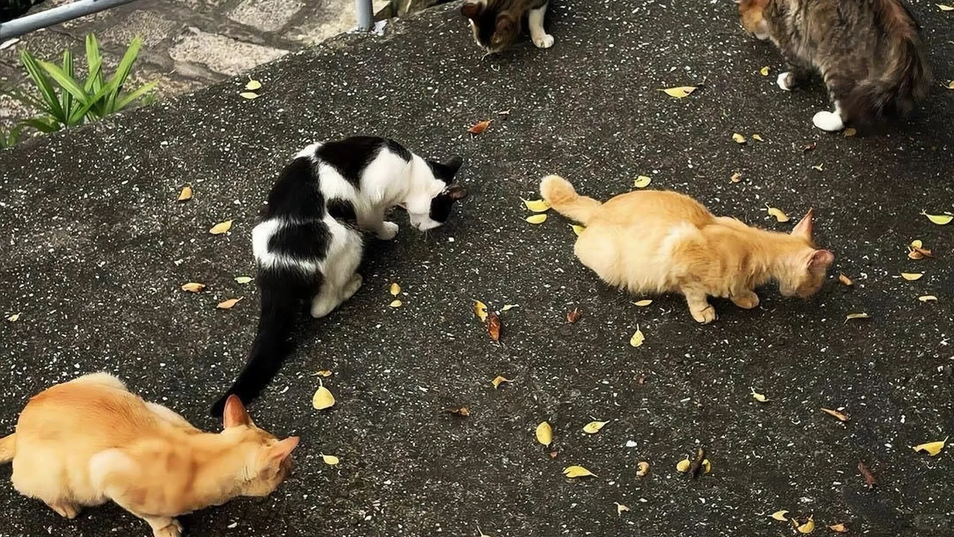 一期𝐢𝐏𝐚𝐝壁纸🥨
