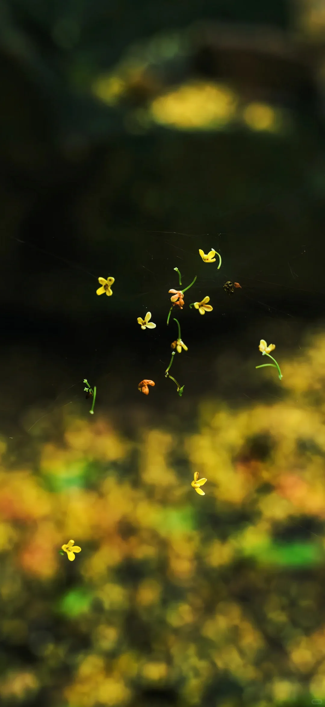 桂花壁纸