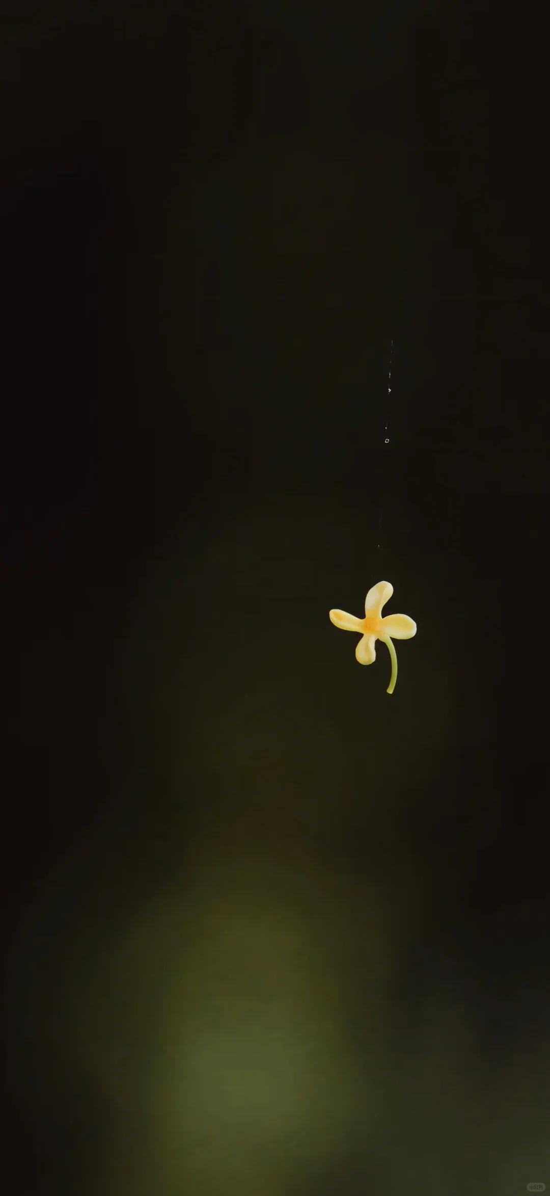 桂花壁纸