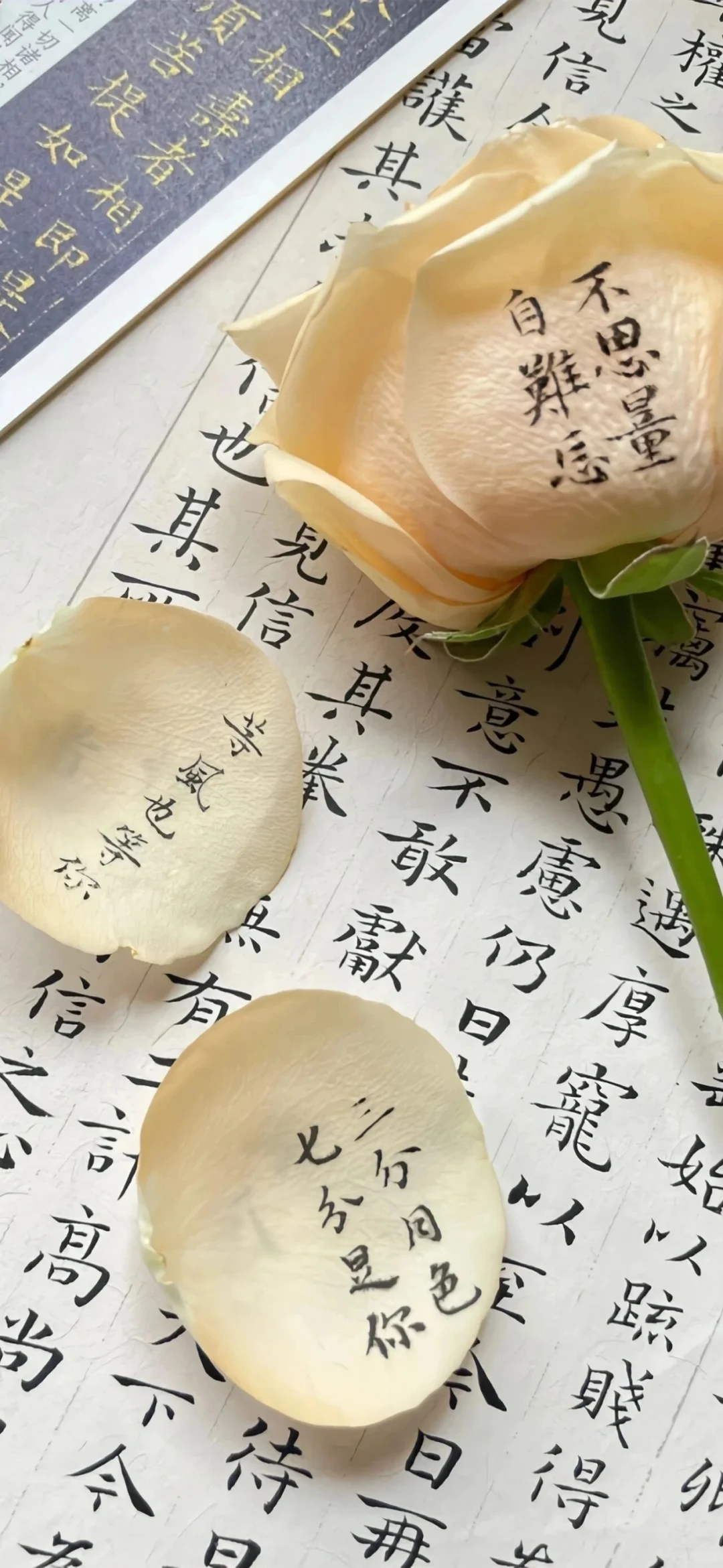 𝗦𝗵𝗮𝗿𝗲·壁纸🪷ᵔ·͈༝·͈