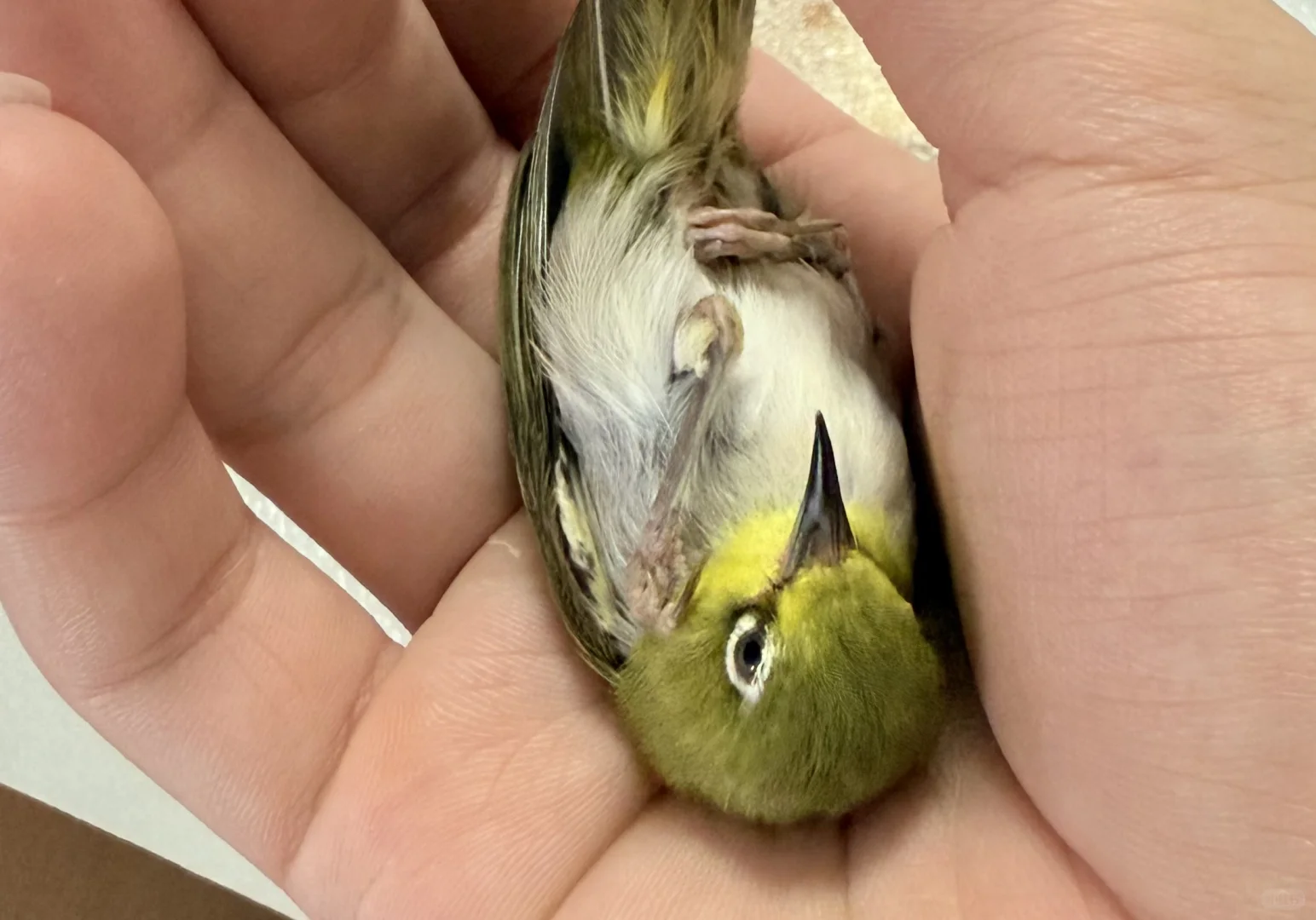 我是原创，女大一枚🐧