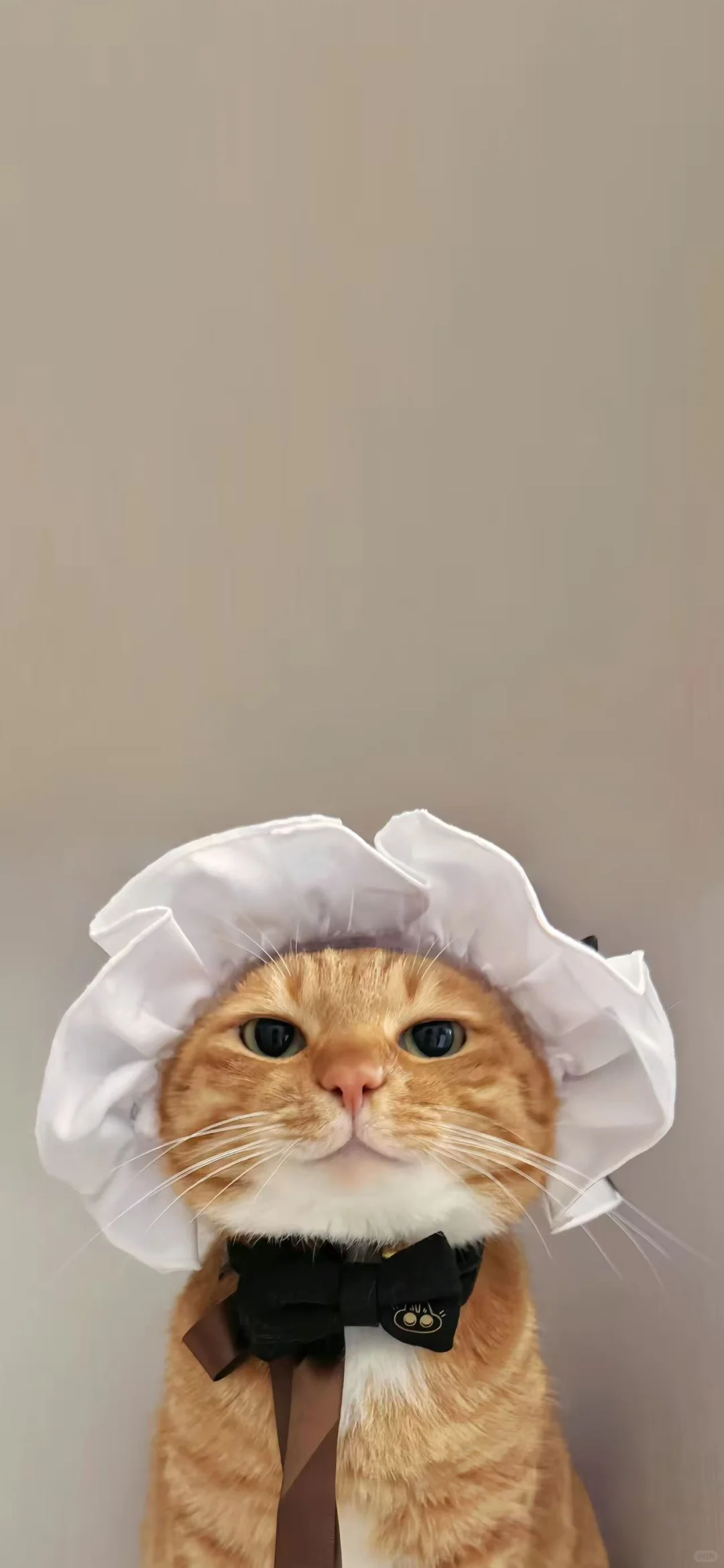 猫猫头壁纸又更新啦