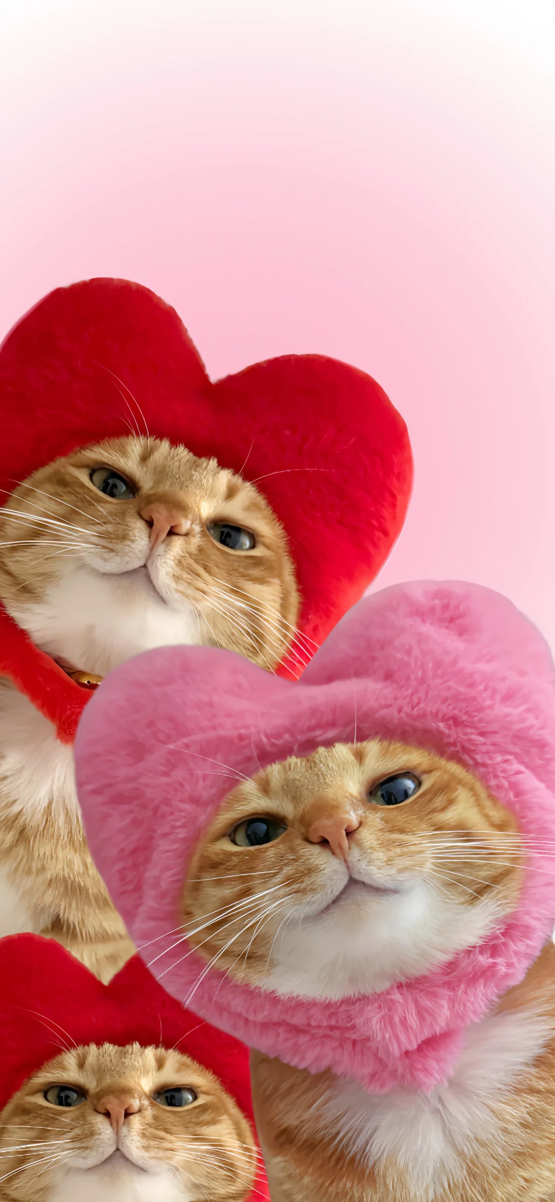 猫猫头壁纸又更新啦