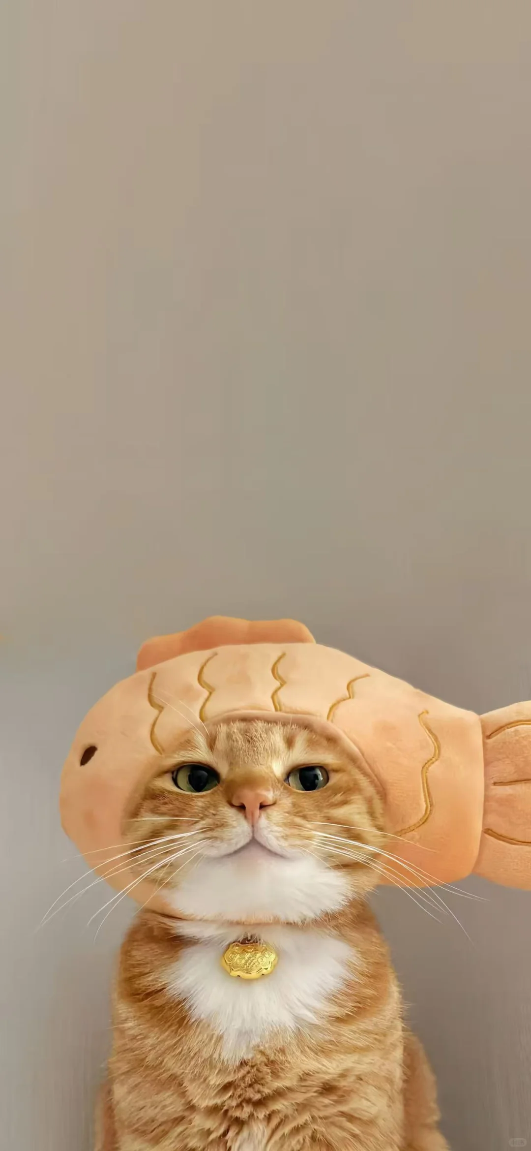 猫猫头壁纸又更新啦