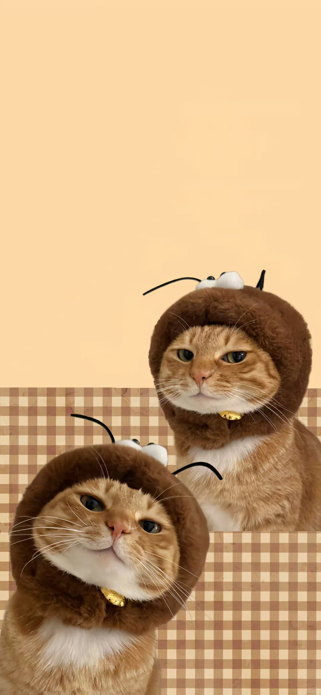 猫猫头壁纸又更新啦