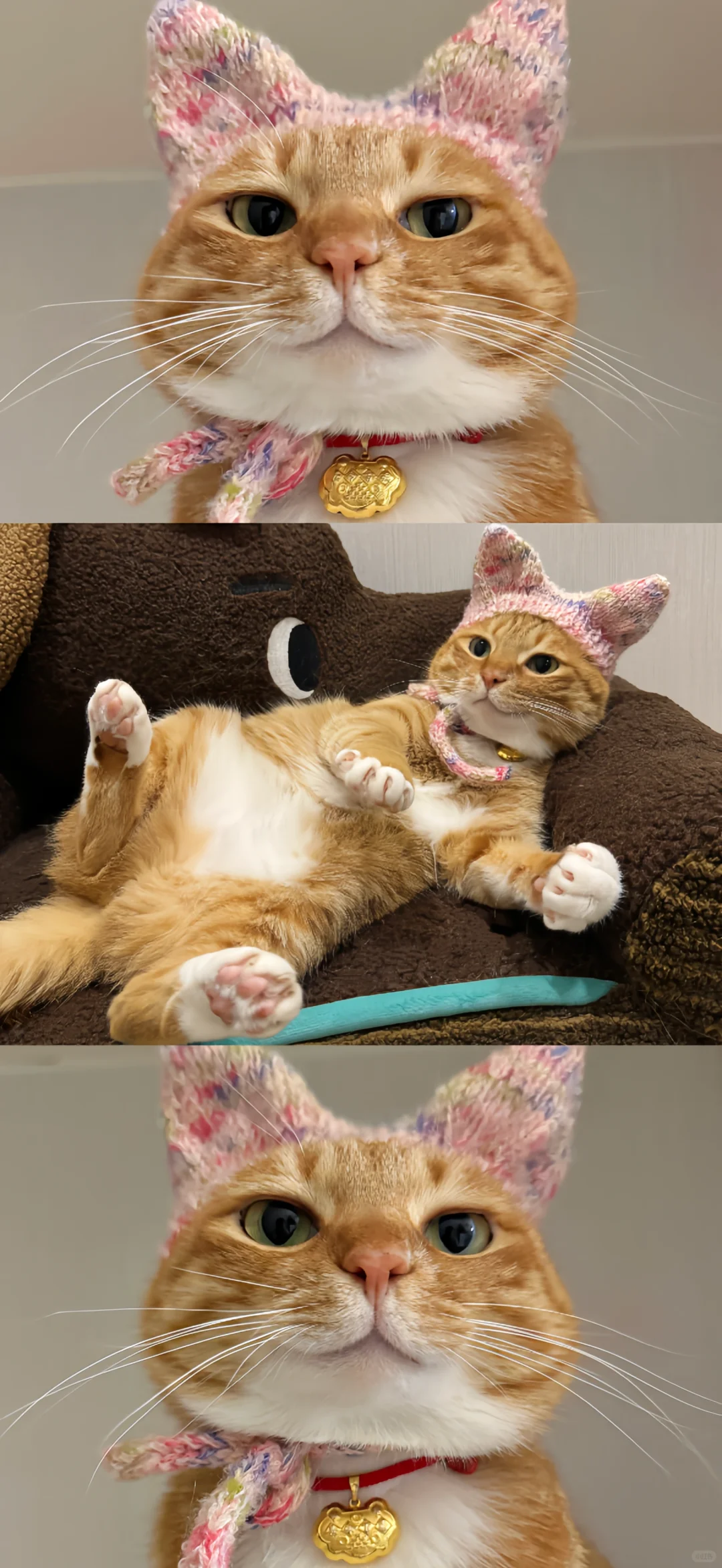 猫猫头壁纸又更新啦