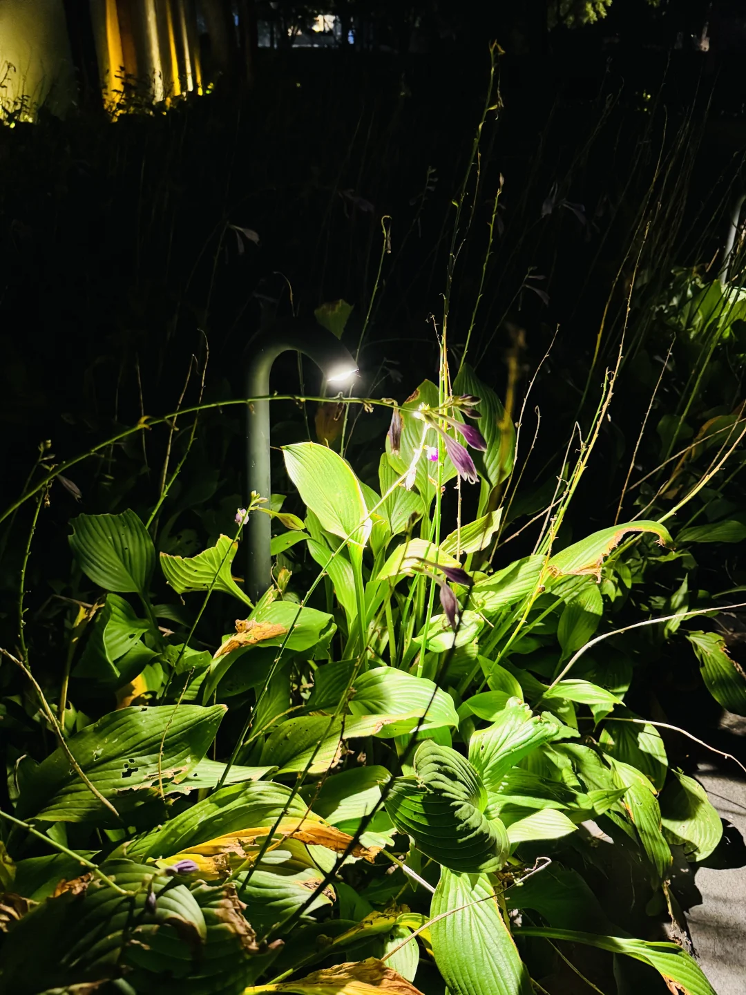 176 62｜成为了小时候羡慕的漂亮大姐姐