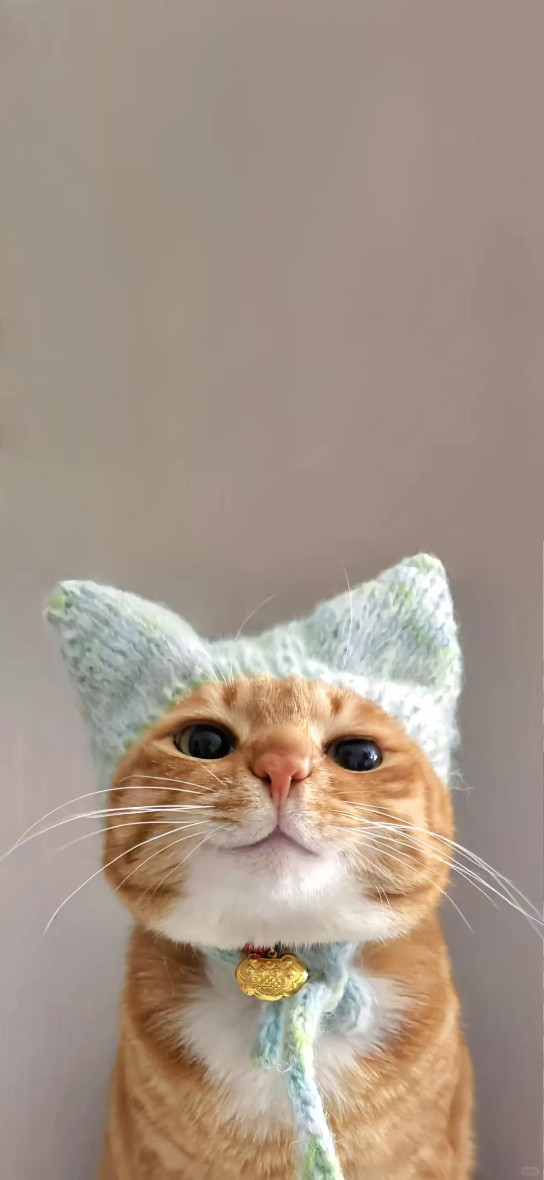 猫猫头壁纸又更新啦
