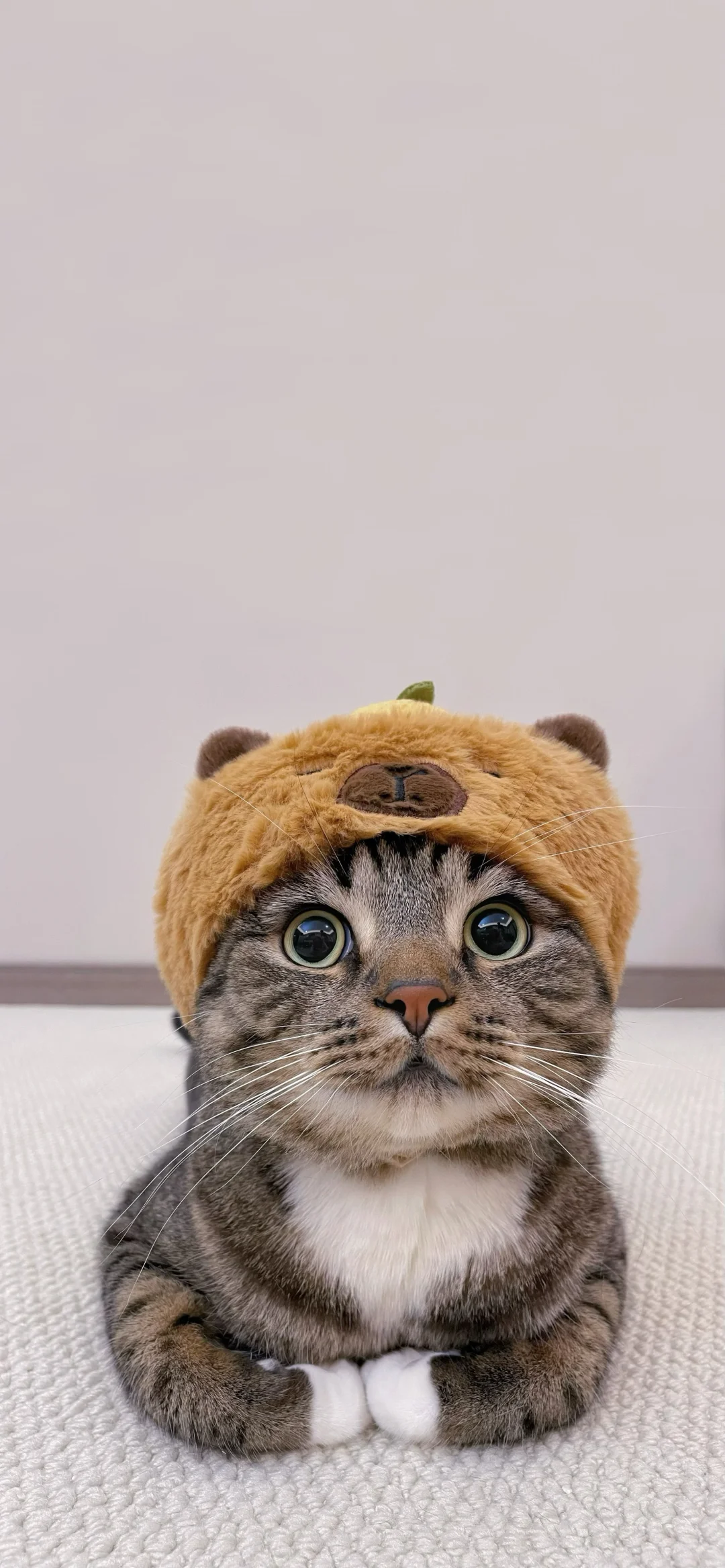 小猫学习导致大学生贬值！