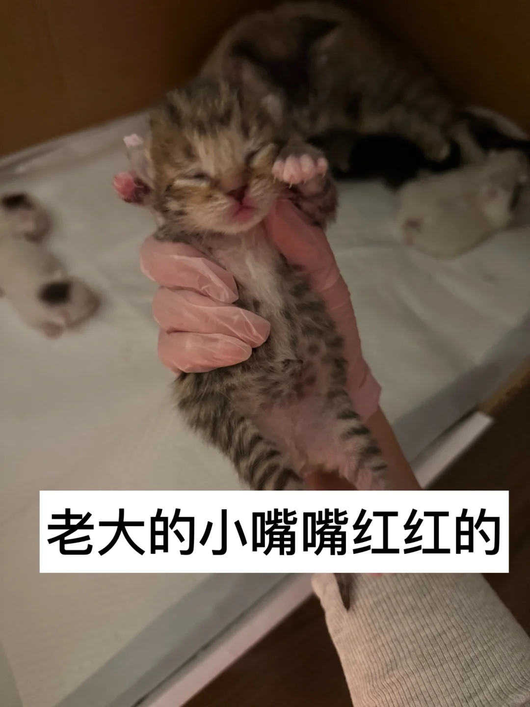 有人要看我的咪咪吗