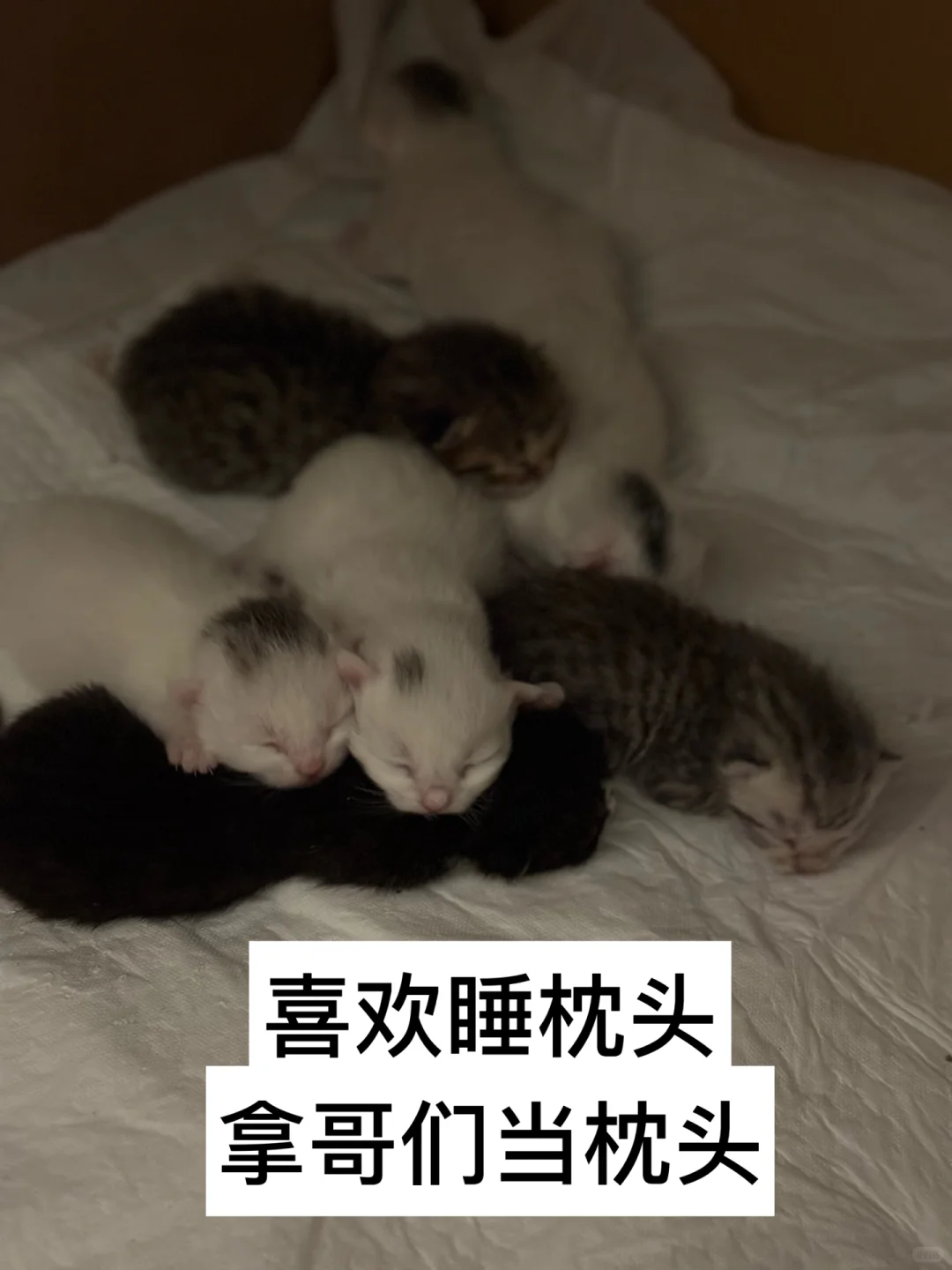 有人要看我的咪咪吗