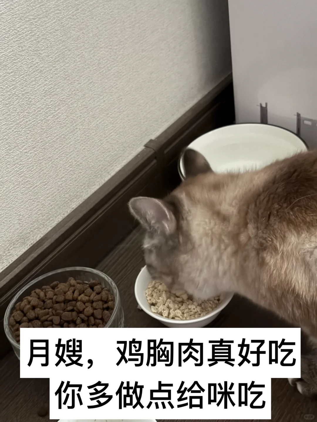 有人要看我的咪咪吗