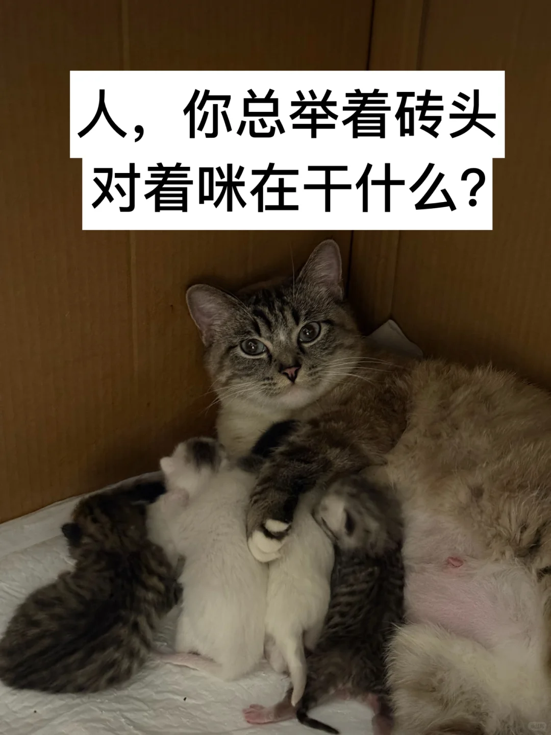 有人要看我的咪咪吗