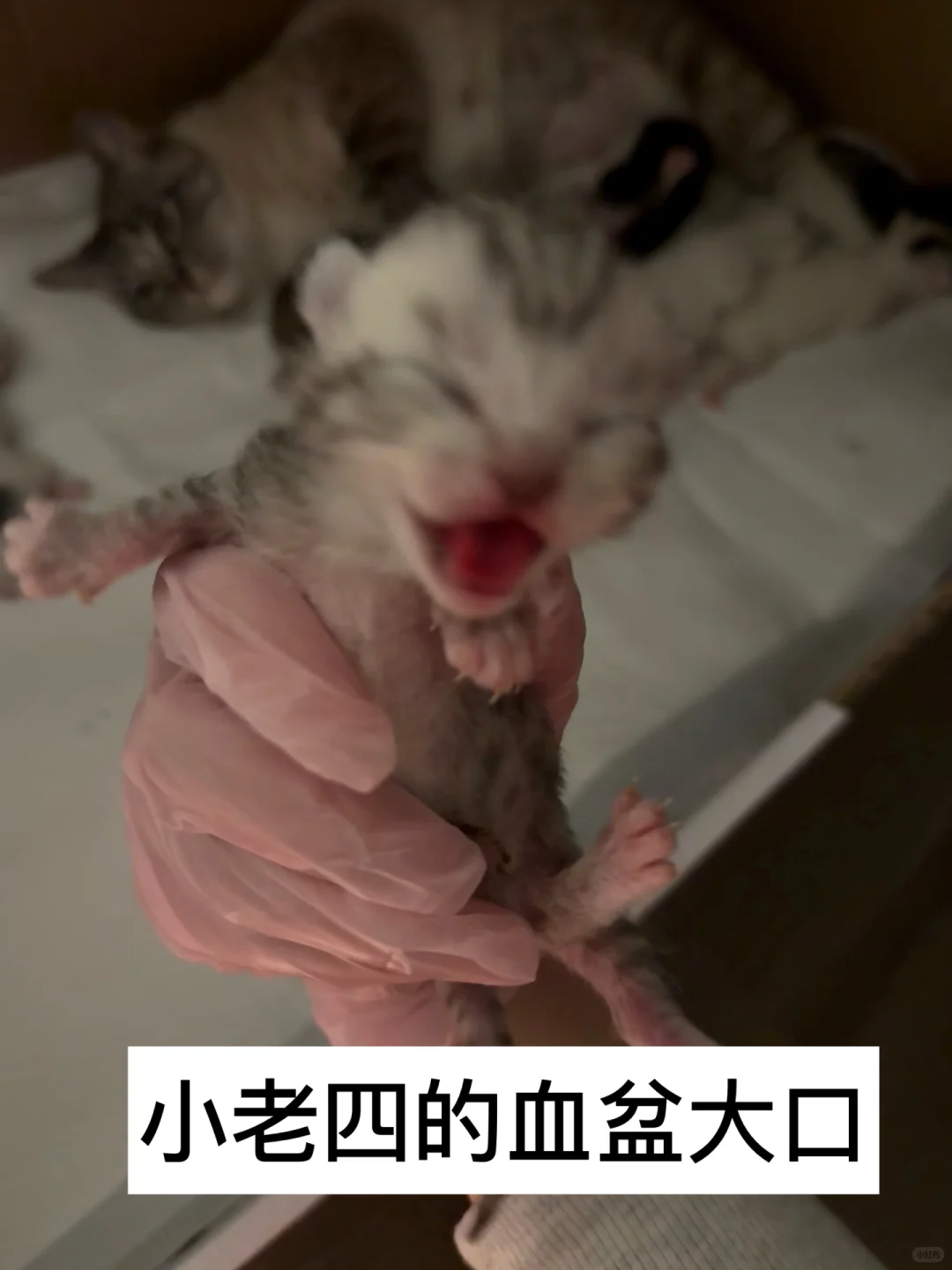 有人要看我的咪咪吗
