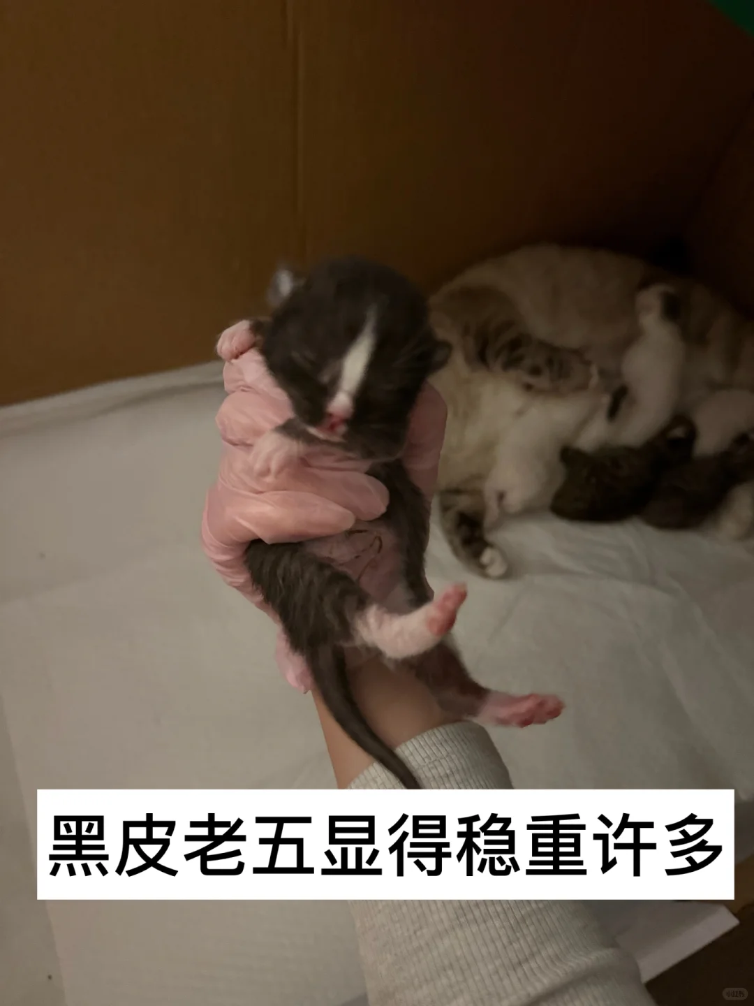 有人要看我的咪咪吗