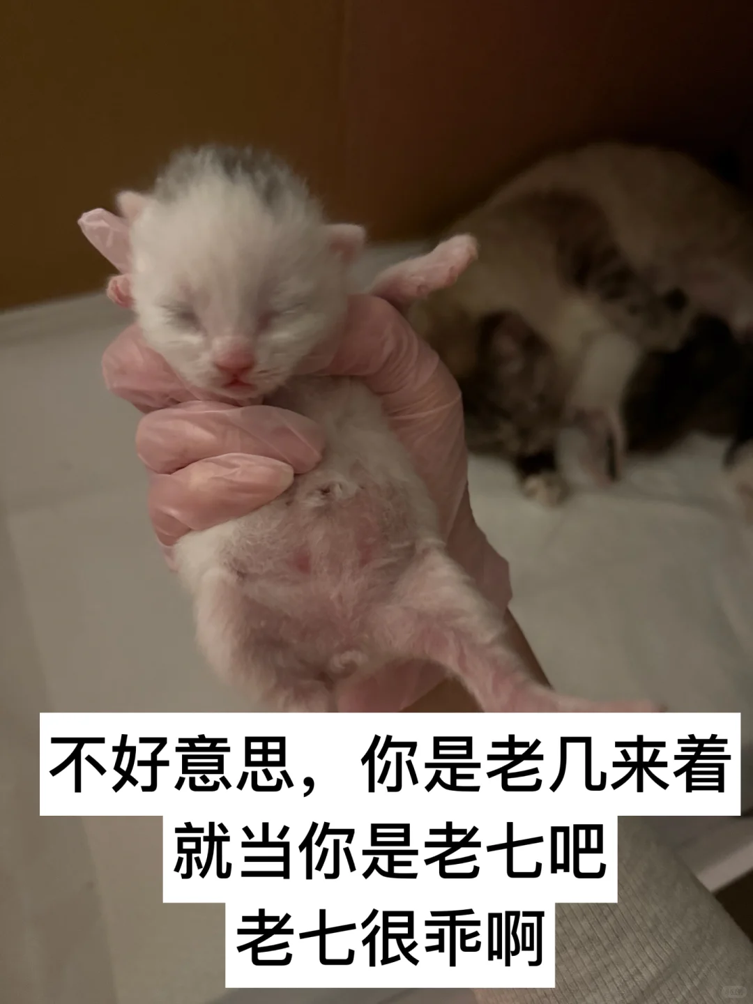 有人要看我的咪咪吗