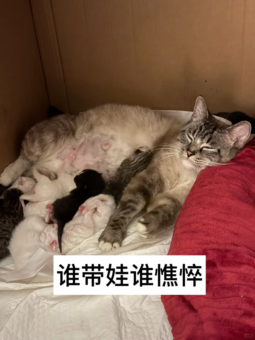 有人要看我的咪咪吗
