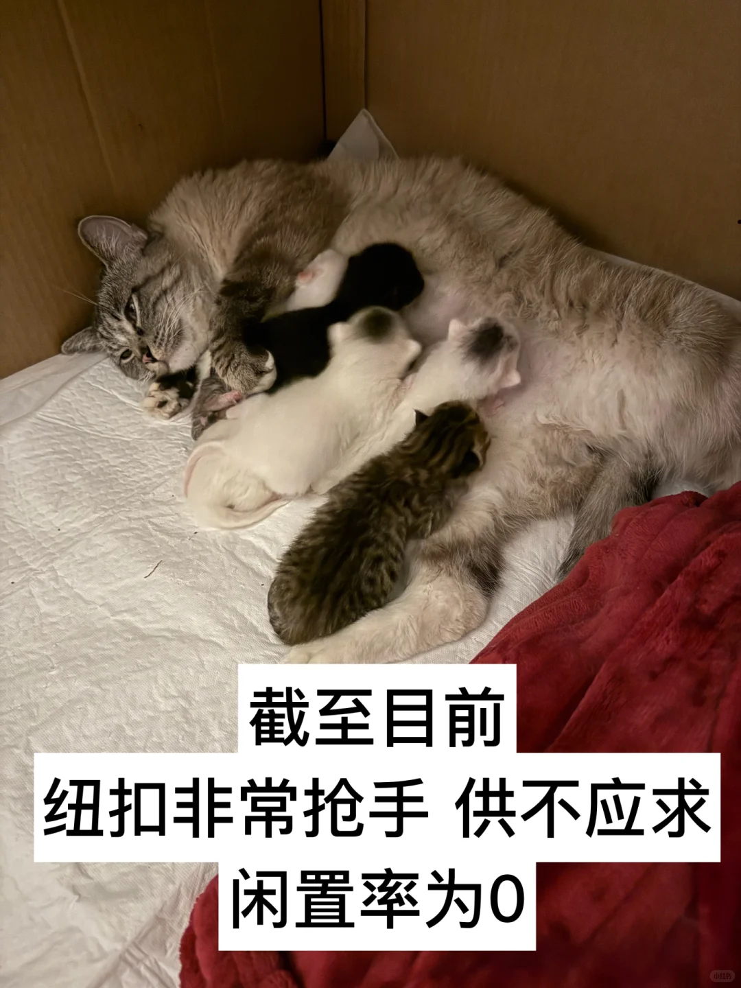 有人要看我的咪咪吗