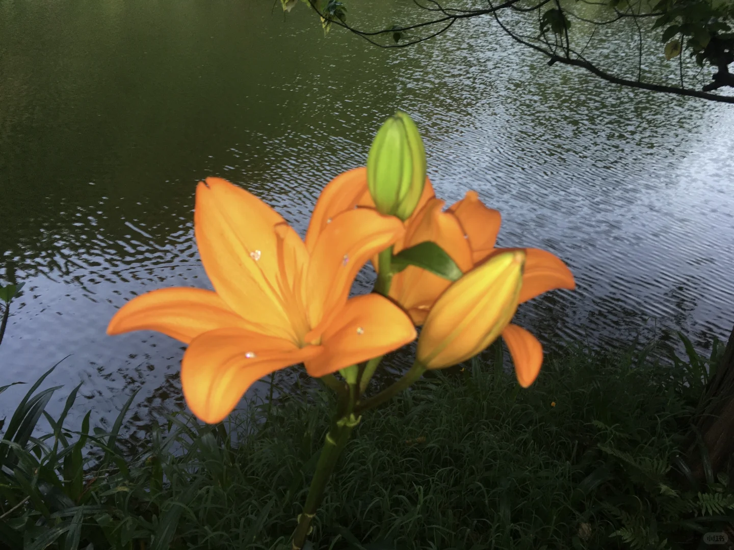 一组平板壁纸 🫧iPhone se📷