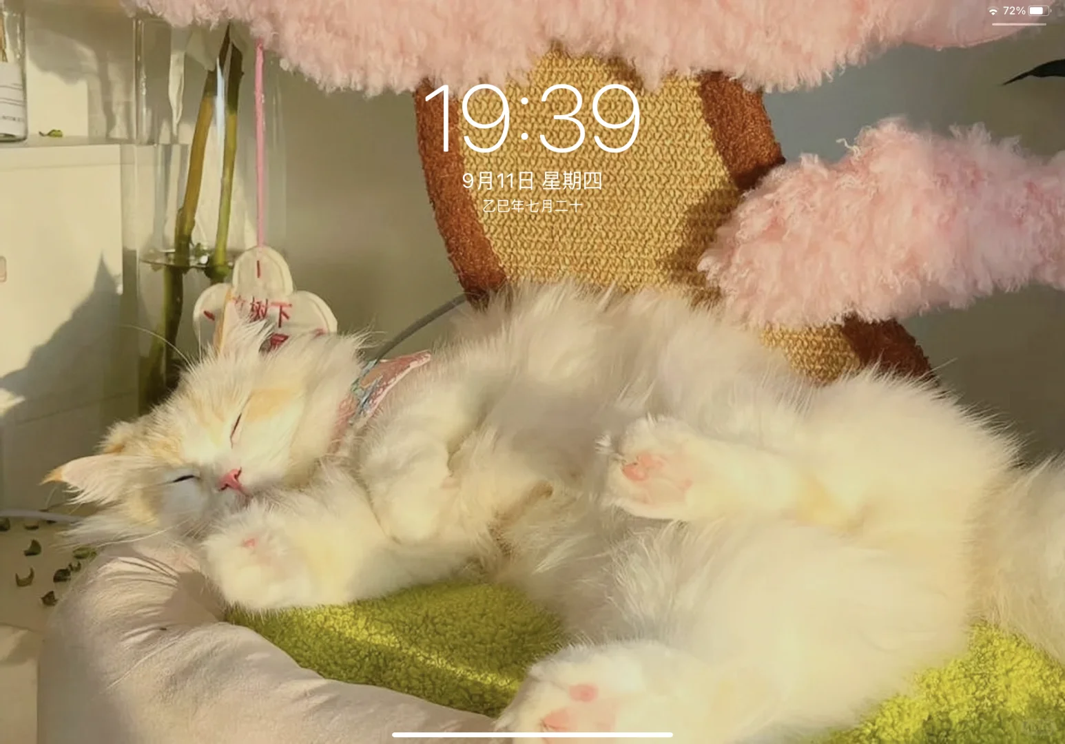 iPad壁纸｜可爱喵性人平板壁纸