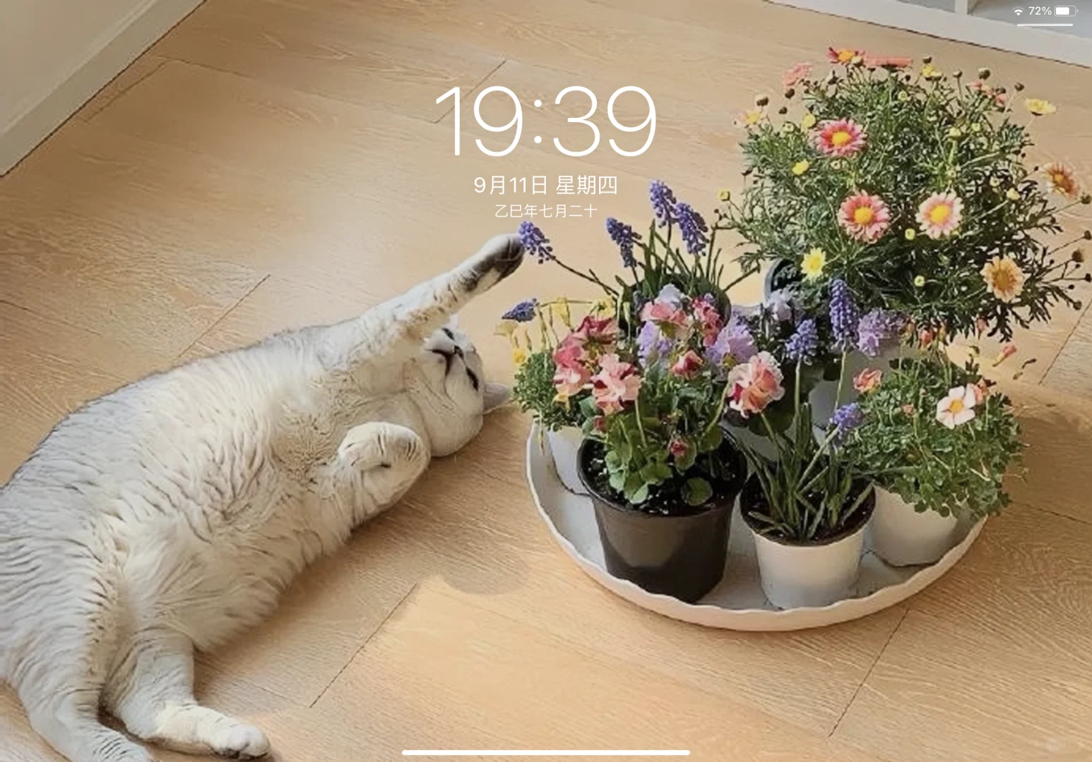 iPad壁纸｜可爱喵性人平板壁纸